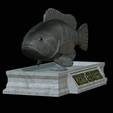 White-grouper-statue-6.png fish white grouper / Epinephelus aeneus statue detailed texture for 3d printing