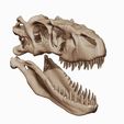 03.jpg Albertosaurus 3D skull