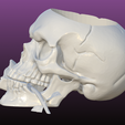 2.png Skull And Rose planter {sculpted