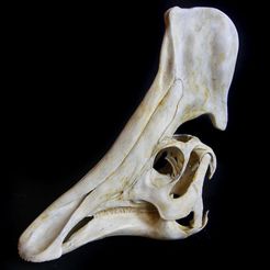Olorotitan_arhar01.jpg Fichier 3D Olorotitan : Crâne de dinosaure・Modèle imprimable en 3D à télécharger