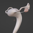 68.PNG.3032e45c3657fe507ab7dd8b768f46c8.png 3D Model of Female Reproductive System