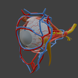 1.png 3D Model of Complete Eye Anatomy