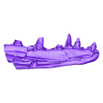 Prognathodon_jaw_original_mirrored_lifesize.stl STL file Mosasaur Jaw・3D printable model to download