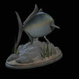 Greater-Amberjack-statue-1-12.png fish greater amberjack / Seriola dumerili statue underwater detailed texture for 3d printing