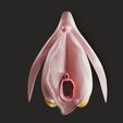 clitoris003.jpg 3D file Clitoris Anatomy - Resting Clitoris・3D print design to download