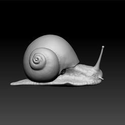 snail2.jpg Snail - Snail 3d model for 3d print