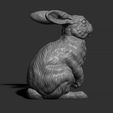 15.jpg Rabbit sitting