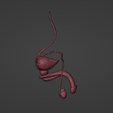 15.png 3D Model of Male Reproductive System