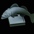 zander-trophy-46.png zander / pikeperch / Sander lucioperca fish in motion trophy statue detailed texture for 3d printing