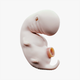 4_Weeks_Tumbnail.png 3D file 4 Weeks Human embryonic (baby stages)・3D printing design to download