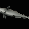 coalfish-statue-box-1-50.png fish coalfish / Pollachius virens with storage space / for 3d printing