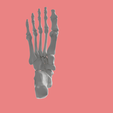 19.png SKELETON OF THE RIGHT FOOT 3D SEGMENTED