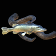 pike-high-quality-1.png big old pike underwater statue on the wall detailed texture for 3d printing