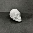 HumanSkull.1.1.jpeg Human Skull