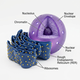 1.png Cell Nucleus & Rough Endoplasmic Reticulum (RER) - Endomembrane System Model