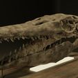2.jpg Mosasaurus Tylosaurus Proriger Skull