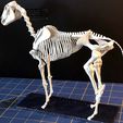 IMG_5511.jpg Esqueleto de cavalo