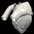 4.png 3D Model of Heart (2.3.4.5 chamber view) - 4 pack