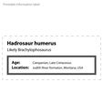 Hadrosaur_humerus1_label.jpg Hadrosaur Humerus