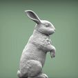 rabbit3.jpg Rabbit 3D print model