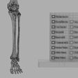wf3.jpg lower Limbs with girdle color coded 3D model