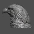 7.jpg Eagle