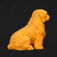 4181-Coton_De_Tulear_Pose_04.jpg Coton De Tulear Dog 3D Print Model Pose 04