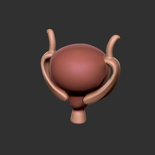 bexiga2.jpg bexiga anatomia humana órgão