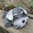 05-MACETA-SCHNAUZER.jpg SCHNAUZER POT