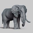 R03.jpg african elephant pose 02
