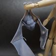 bat_print_3.jpg Renard volant - Chauve-souris frugivore