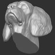 15.jpg Spaniel Cavalier dog head for 3D printing