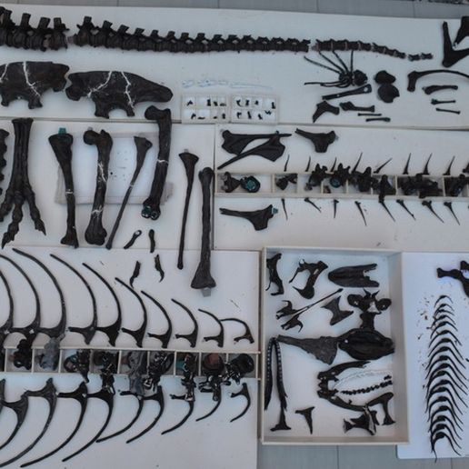 DSC_0118_1500px.jpg Download OBJ file Life size baby T-rex skeleton - Part 04/10 • 3D printable model, Inhuman_species