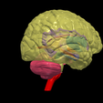 6.png.caf6a3674ab74b3678e328a66a9158ed.png 3D Model of Human Brain - Right Hemisphere