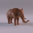 Elephant_0012.jpg Wildlife animals