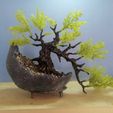 WhatsApp-Image-2023-06-11-at-22.12.21-2.jpeg Bonsai Trunk and Stone Pot