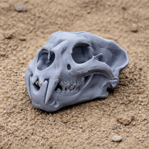 Palaeoscincus Skull