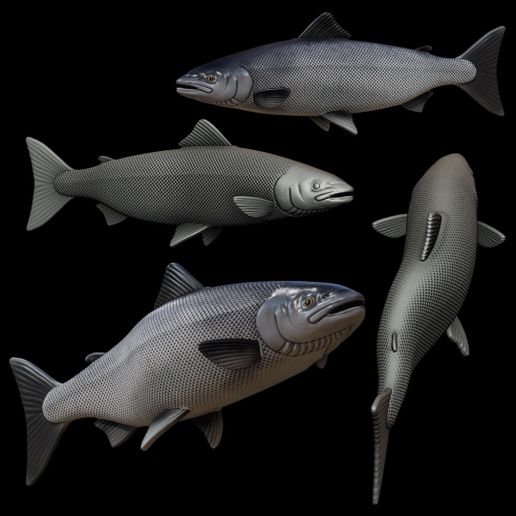 Atlantic salmon / salmo salar in motion fish model for 3D printing