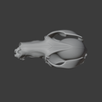 Antilopine-Kangaroo-Skull_top.png Antilopine Kangaroo Skull