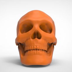 Skull-1.jpg Cranio