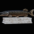 northern-pike-statue-box-1-2-1.png fish NORTHERN PIKE (ESOX LUCIUS) open mouth with storage space / for 3d printing