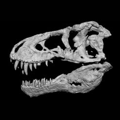 1000043272.jpg Tyrannosaurus Rex "Tristan Otto" Skull