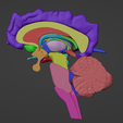 1.png 3D Brain Hemisphere and Brain Stem