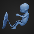 18weeks_1.png 18 weeks fetus