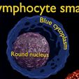 white-blood-cells-leucocytes-3d-model-blend-14.jpg WHITE BLOOD CELLS LEUCOCYTES 3D model