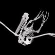 5.jpg Pelican SKELETON SKELETON WINGS ANATOMY BONES WINGS BIRD TADPOLE ANIMAL ANATOMY 3D MODEL WATER OCEAN RIVER