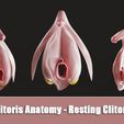 Clitoris-Anatomy_Resting-Clitoris_preview.jpg 3D file Clitoris Anatomy - Resting Clitoris・3D print design to download