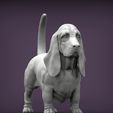 basset-hound2.jpg 3D-Datei Basset Hound 3D-Druckmodell・3D-druckbares Modell zum Herunterladen