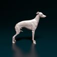 levr013.jpg Italian Greyhound dog