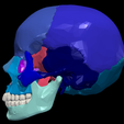 4.png 3D Model of Skull Bones